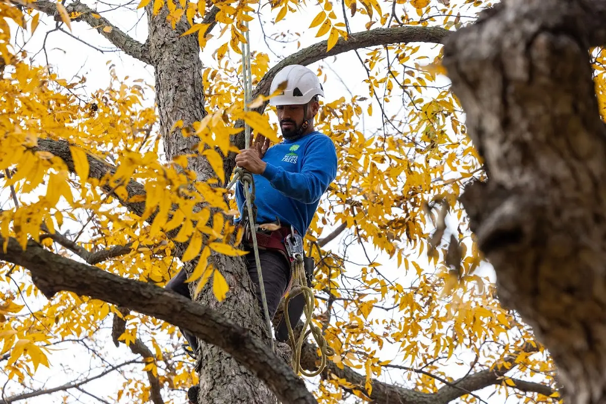 Skilled Tree Pruning crew working in Leesburg